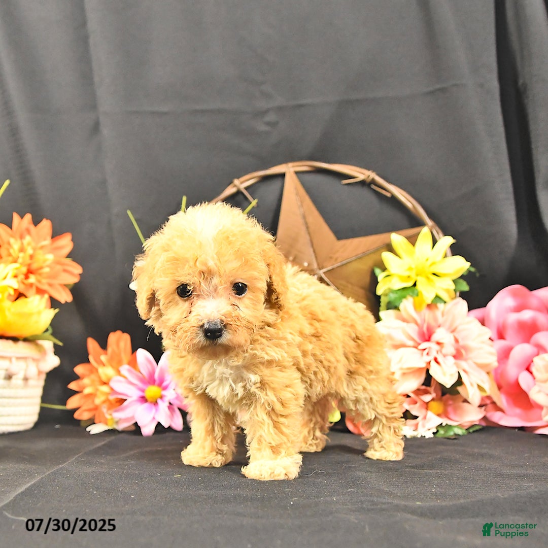 Miniature Poodle dogs for sale: Chase Extra Small - Image 4