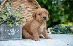 Golden Retriever dogs for sale: Doc - Image 5