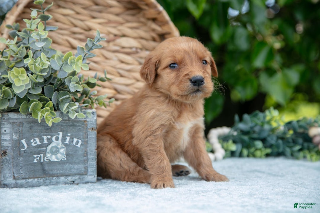 Golden Retriever dogs for sale: Doc - Image 5