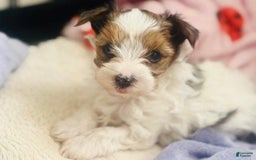 Yorkshire Terrier dogs for sale: Beanie - Image 6