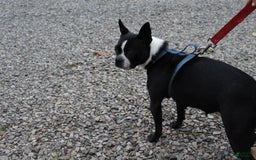 Boston Terrier dogs for sale: Trudy - Image 8