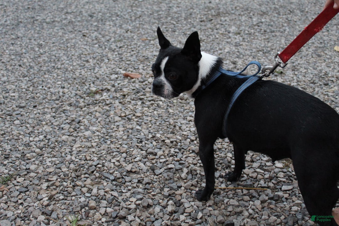 Boston Terrier dogs for sale: Trudy - Image 8