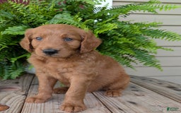 Goldendoodle dogs for sale: Flip - Image 35