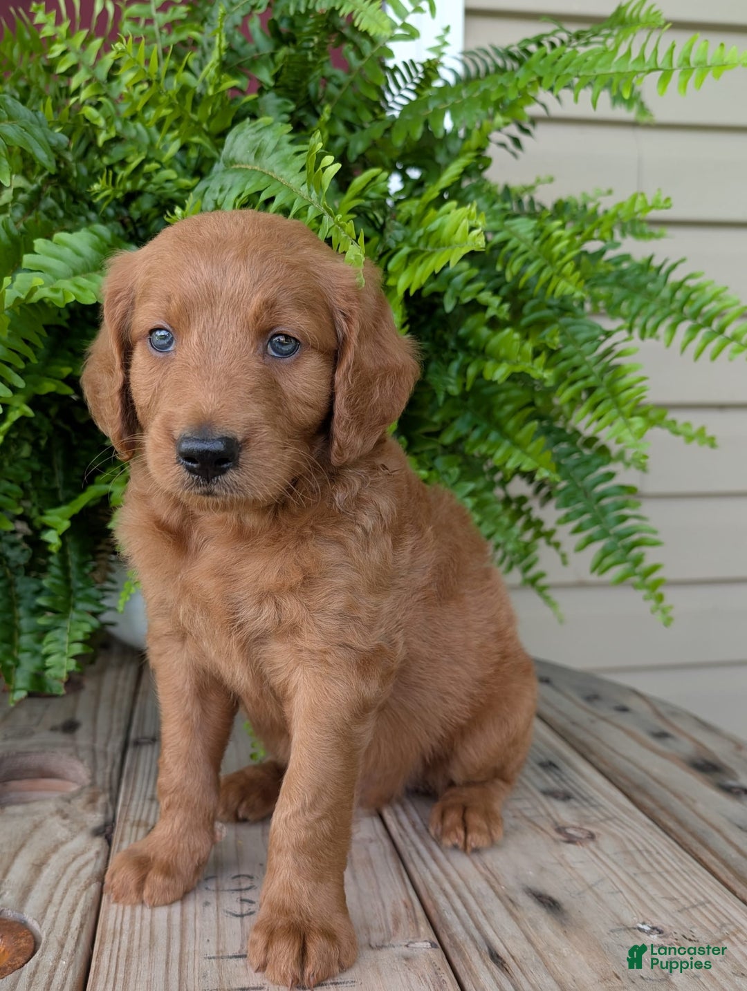 Goldendoodle dogs for sale: Flip - Image 35