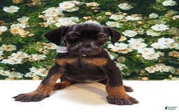 Doberman Pinscher dogs for sale: Doberman - Image 1