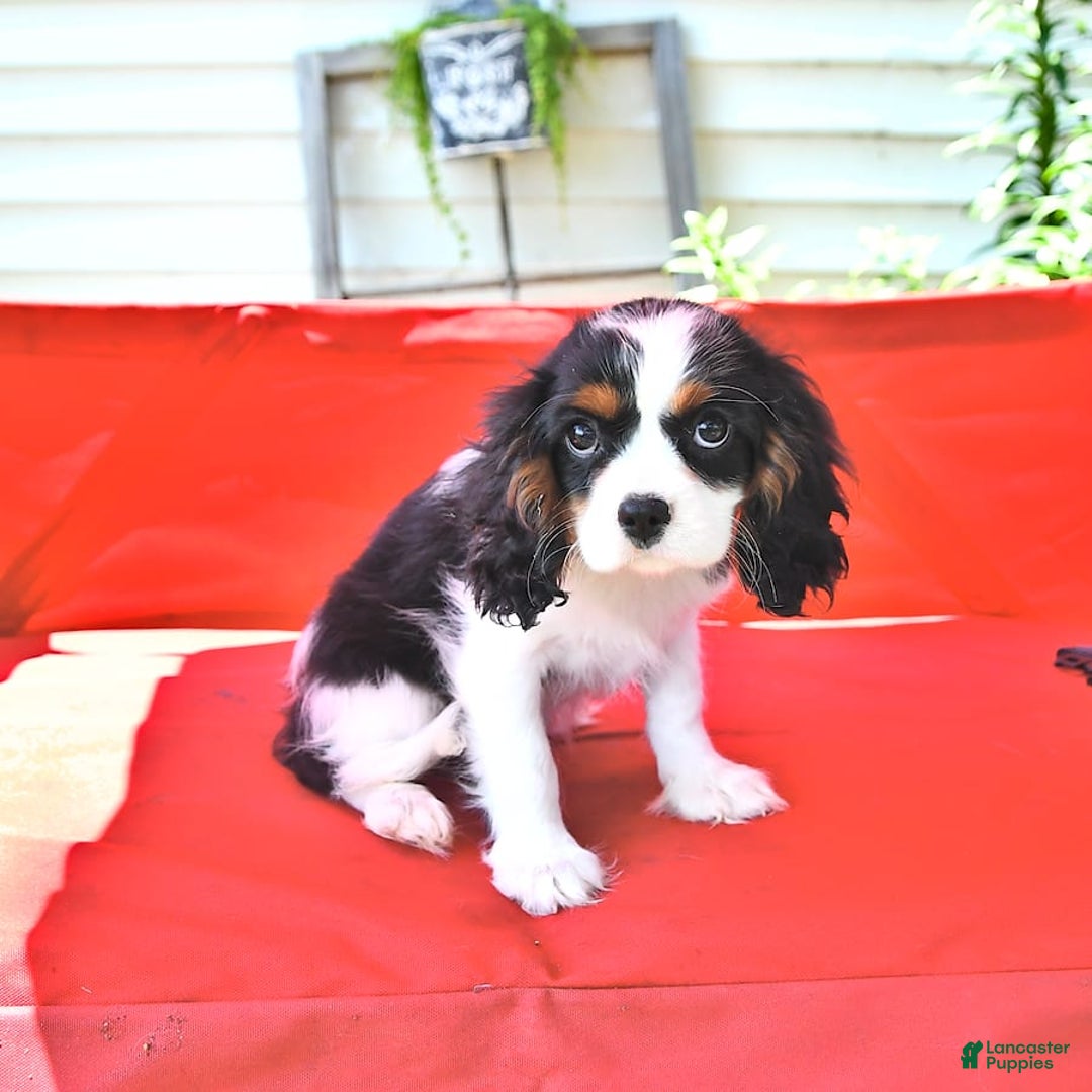 Cavalier King Charles Spaniel dogs for sale: Lilly - Image 2