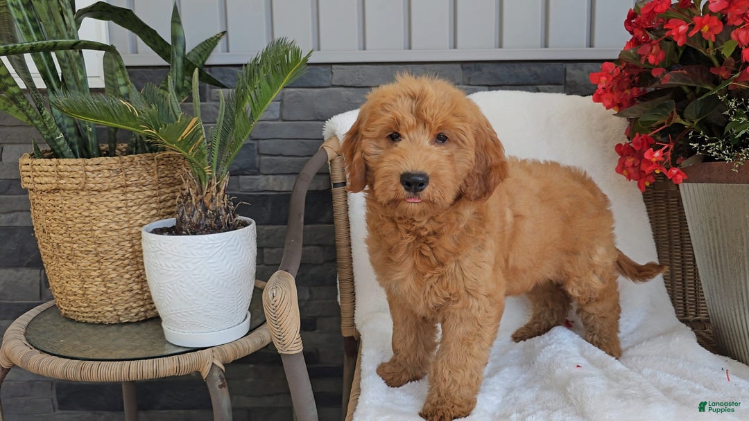 Goldendoodle dogs for sale: ARCHIE - Image 4