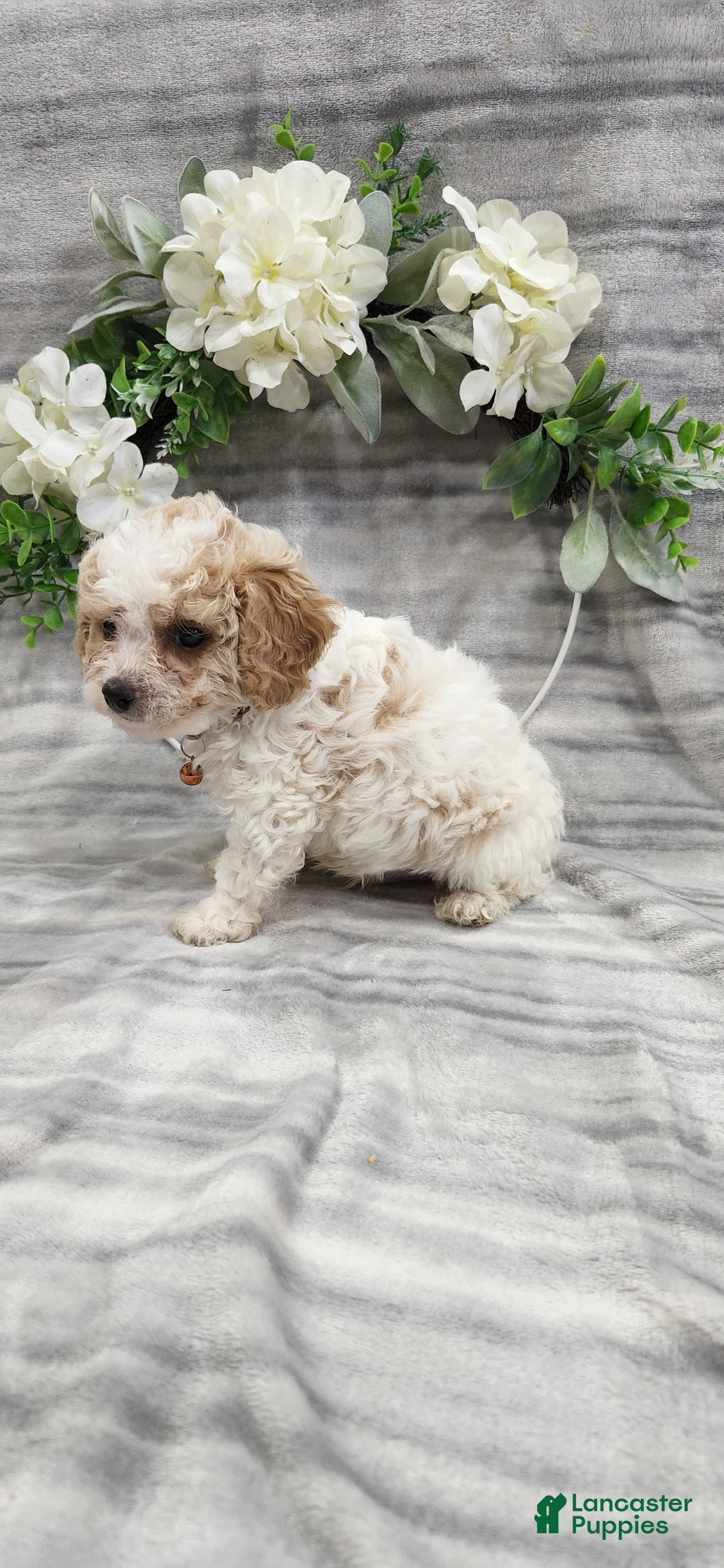 Cavapoo dogs for sale: Charlie - Image 2