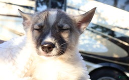 Gerberian Shepsky dogs for sale: Buddy - Image 4