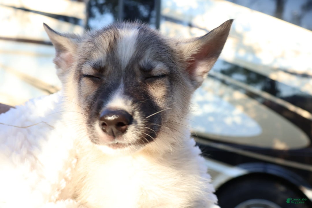 Gerberian Shepsky dogs for sale: Buddy - Image 4