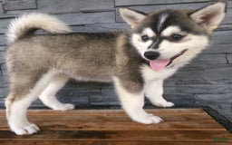 Pomsky dogs for sale: Sadie - Image 8
