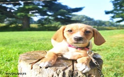 Golden Retriever dogs for sale: Sadie - Image 3
