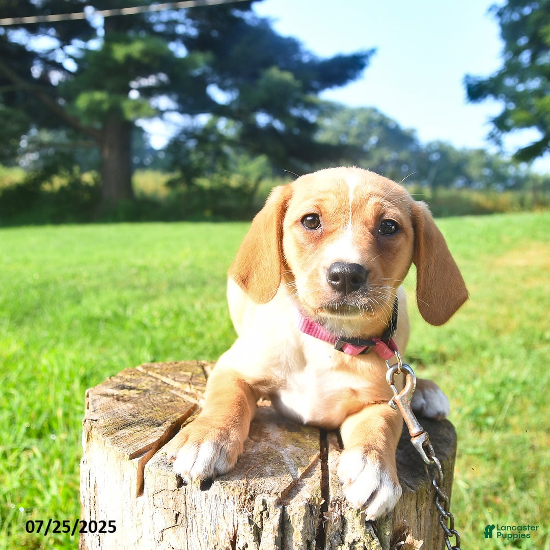Golden Retriever dogs for sale: Sadie - Image 3