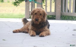 Airedale Terrier dogs for sale: Asher - Image 1