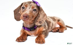 Miniature Dachshund dogs for sale: Grace - Image 3