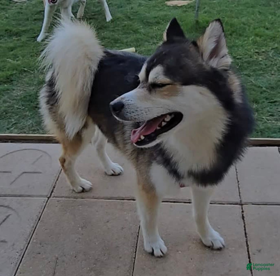 Pomsky dogs for sale: Pomsky Boy - Image 2