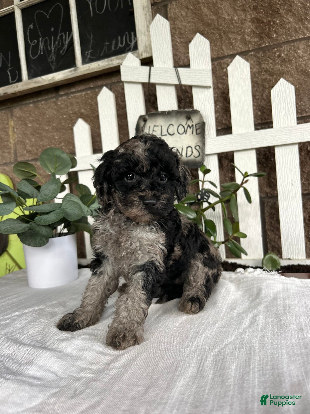 Miniature Poodle dogs for sale: Chloe - Image 4