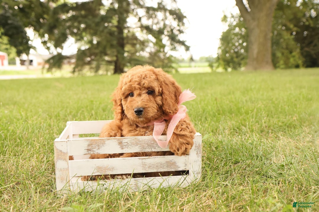Mini Goldendoodle dogs for sale: Rosie - Image 8