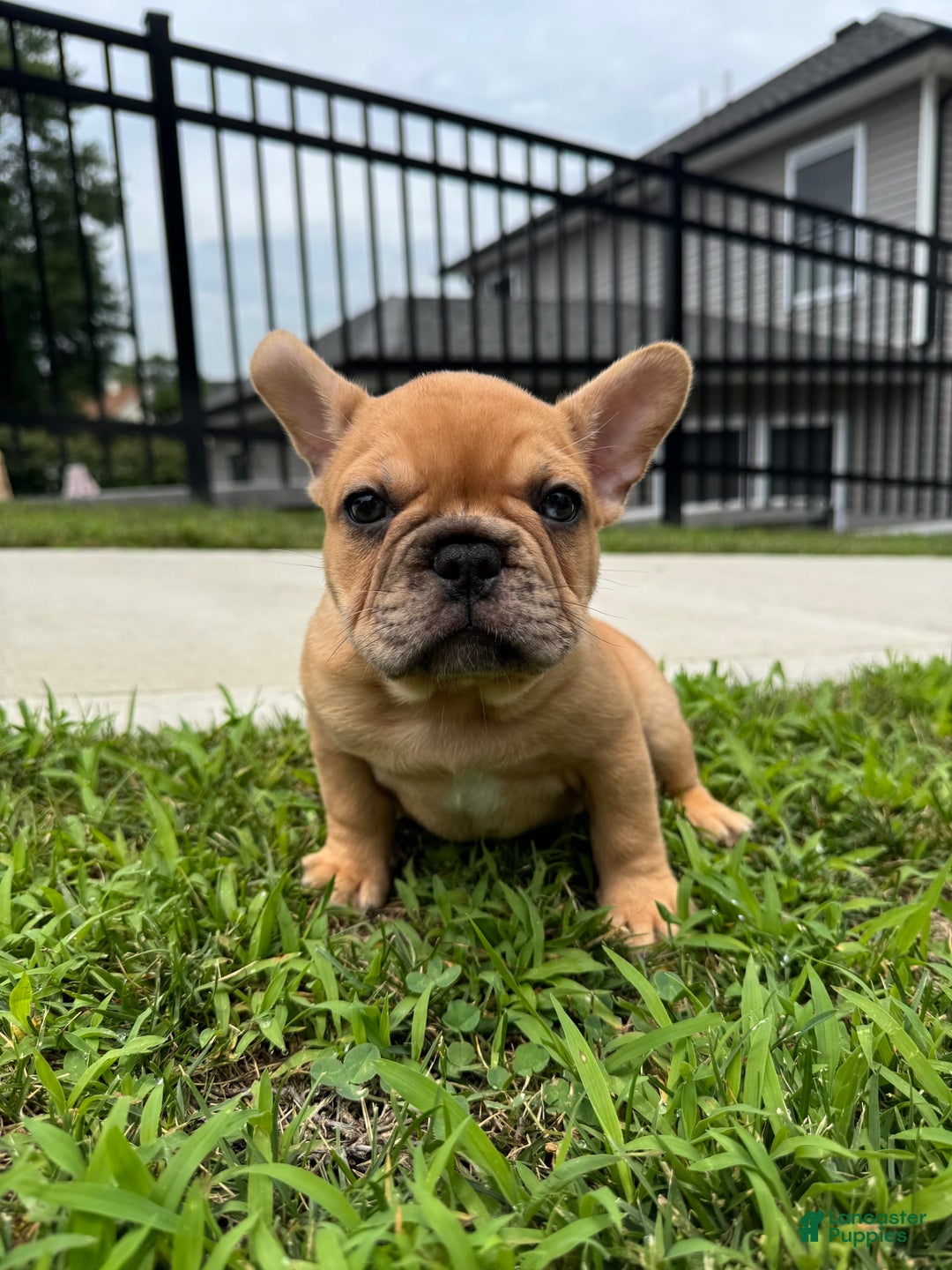 French Bulldog dogs for sale: Simba - Image 2