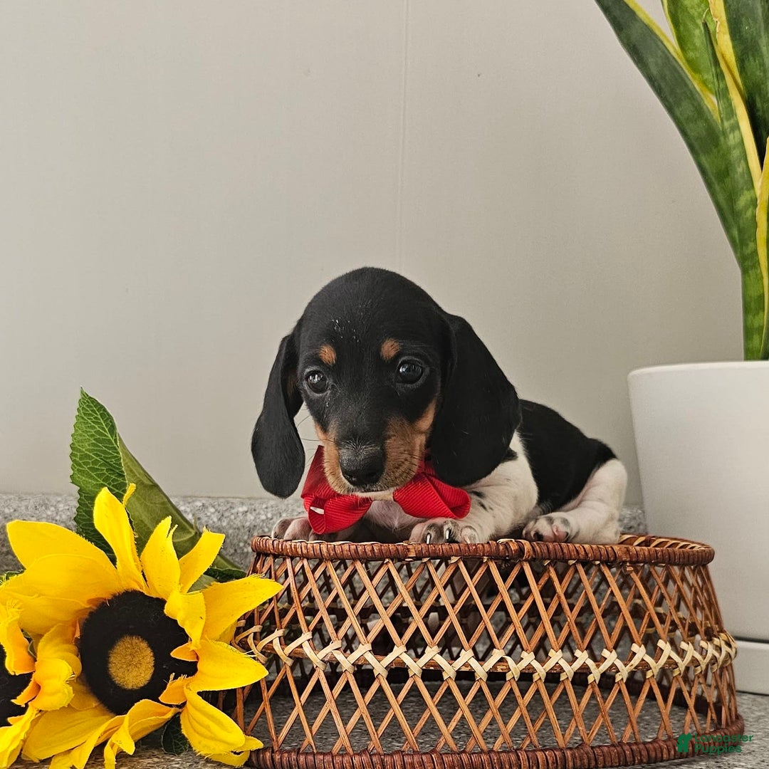 Dachshund dogs for sale: Lil Peanut - Image 24