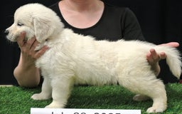 Golden Retriever dogs for sale: Wyatt - Image 4