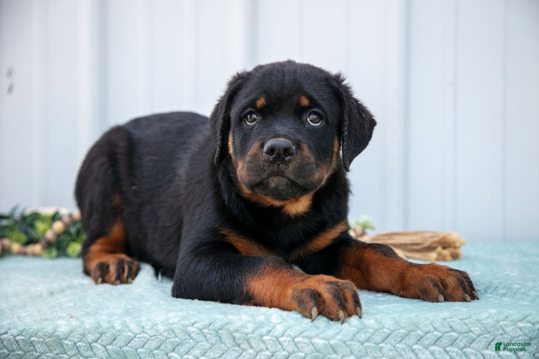 Rottweiler dogs for sale: Rottweiler 7 puppies - Image 13