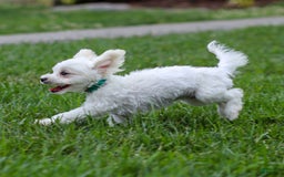 Maltese dogs for sale: Reign - Image 3