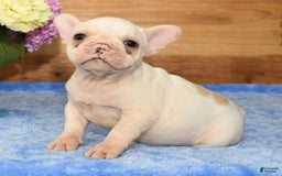 French Bulldog dogs for sale: Bella - Image 8
