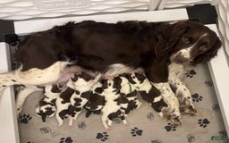 English Springer Spaniel dogs for sale: Upcoming Litter - Image 3