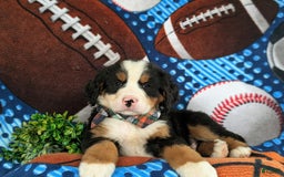 Bernese Mountain Dog dogs for sale: Floyd - Image 2