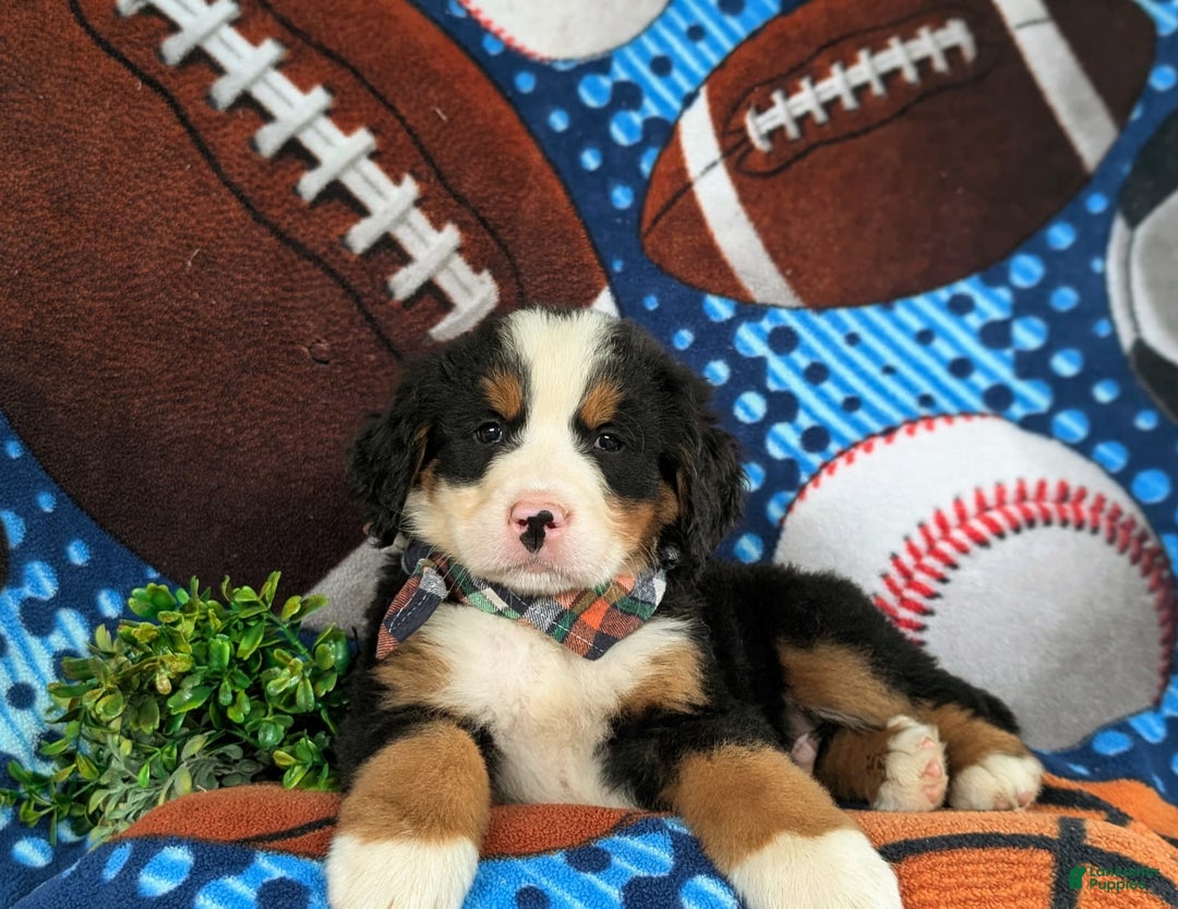 Bernese Mountain Dog dogs for sale: Floyd - Image 2