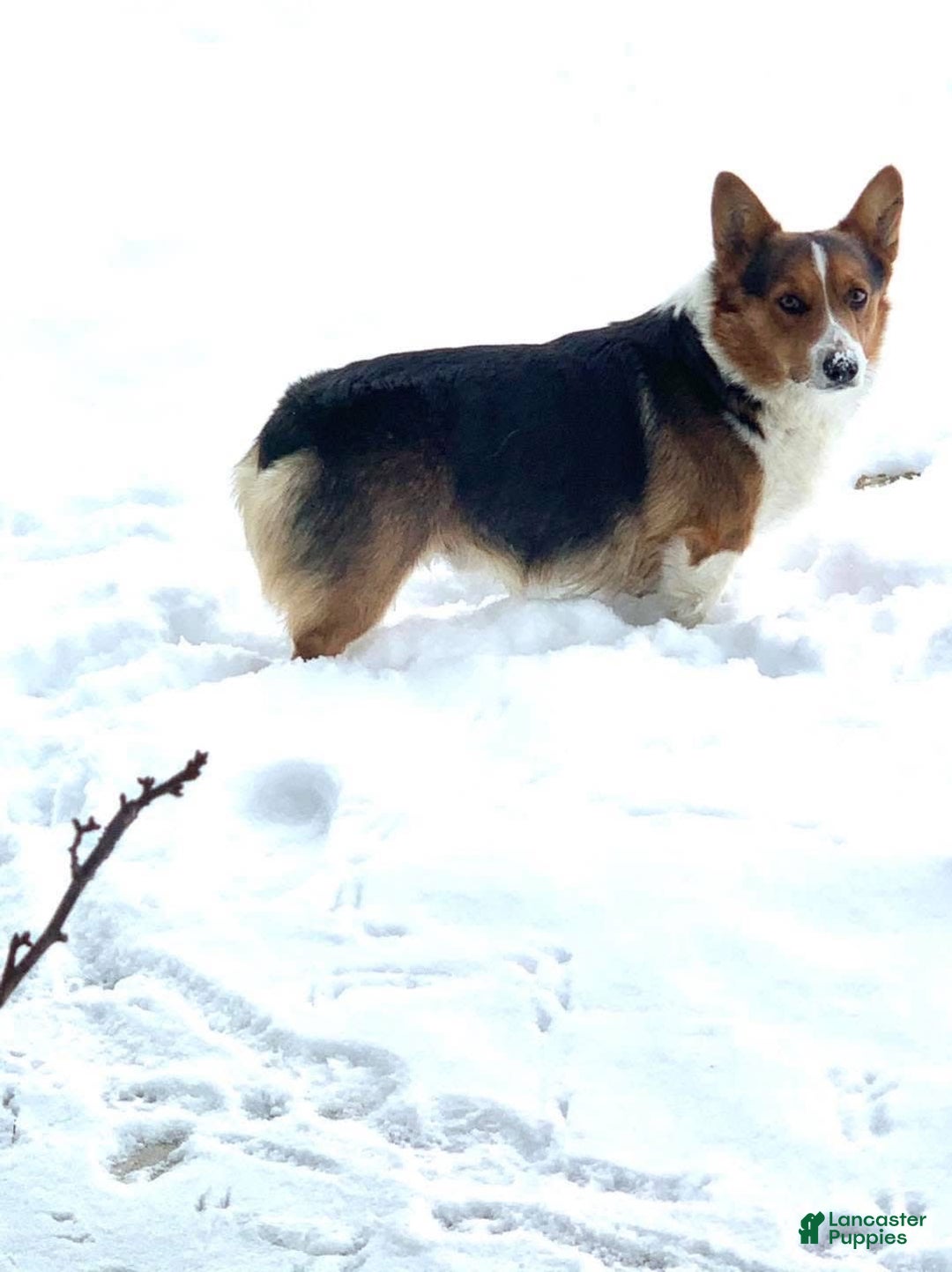 Welsh Corgi Pembroke dogs for sale: Female 2 - Image 3