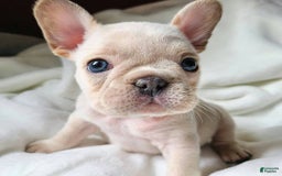 French Bulldog dogs for sale: Robert - Image 1