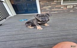 Olde English Bulldogge dogs for sale: Iris - Image 3
