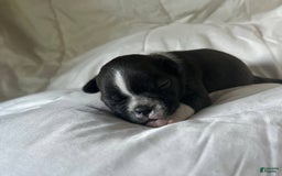 Boston Terrier dogs for sale: Oreo - Image 6