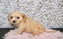 Cavapoo dogs for sale: Cavapoo 7 puppies - Image 22