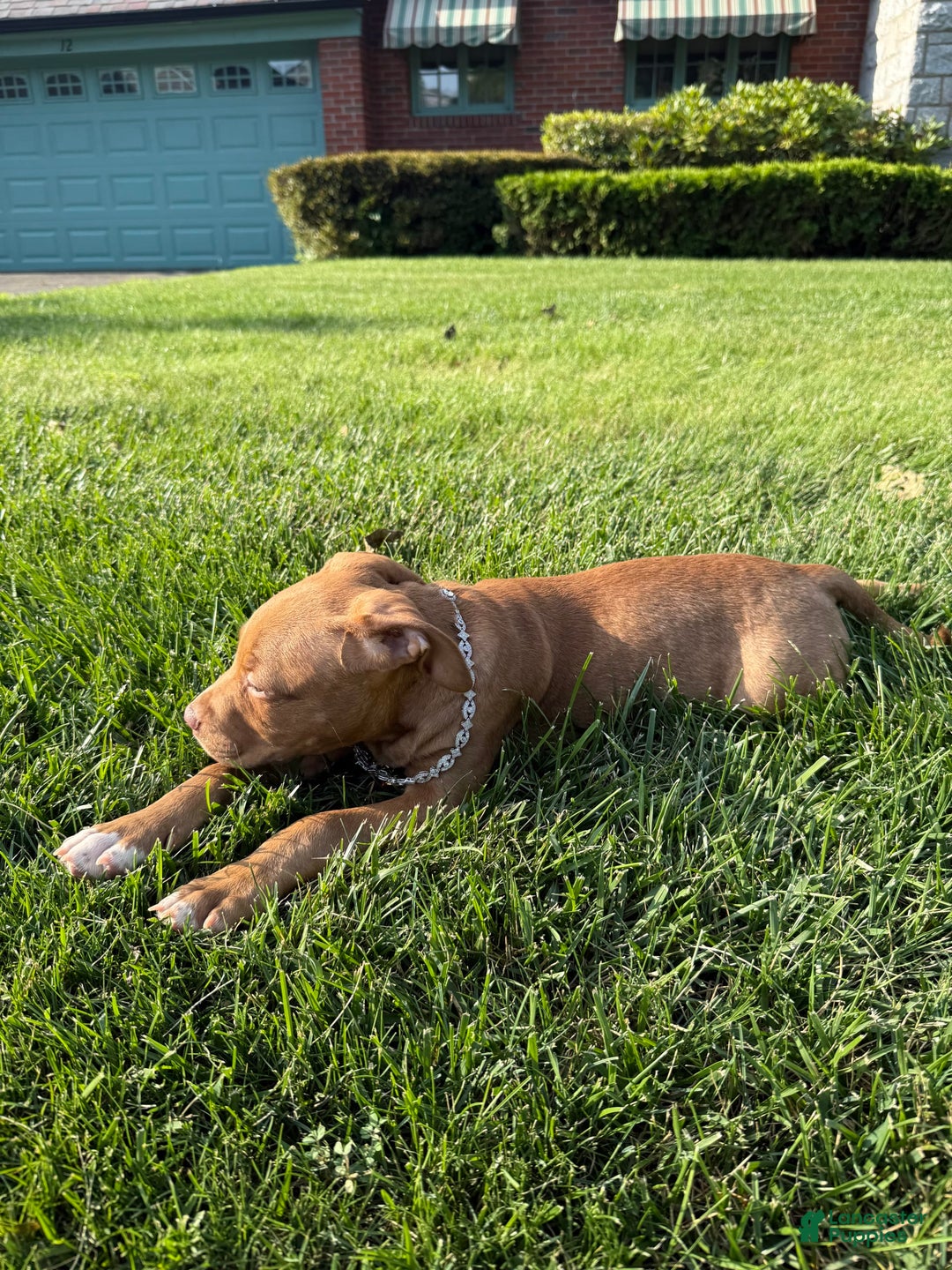 American Staffordshire Terrier dogs for sale: Fiyero - Image 13