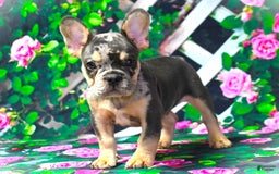 French Bulldog dogs for sale: Arlo - Image 4