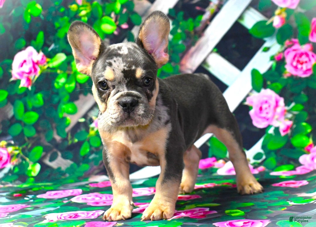 French Bulldog dogs for sale: Arlo - Image 4