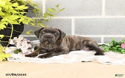 Cane Corso dogs for sale: Ivar - Image 10
