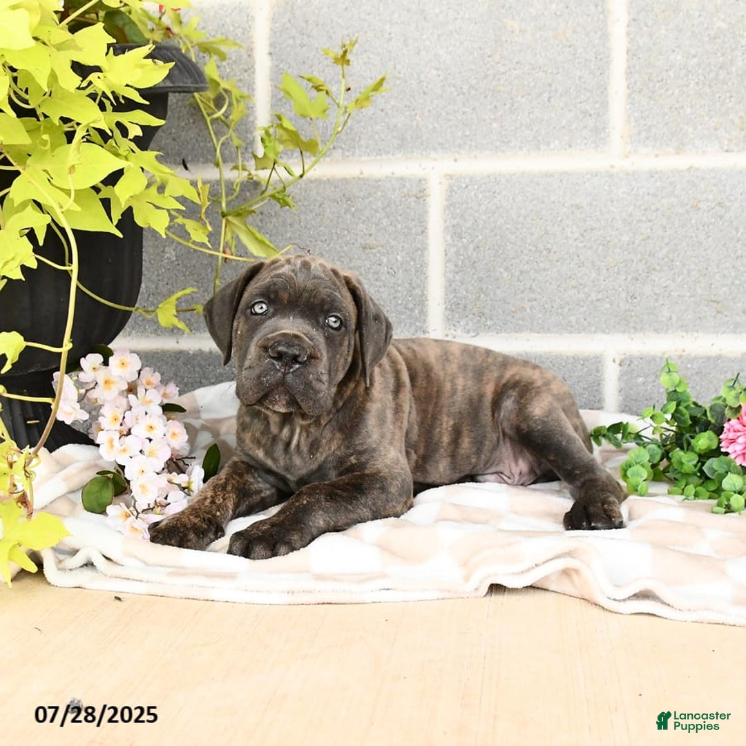 Cane Corso dogs for sale: Ivar - Image 10