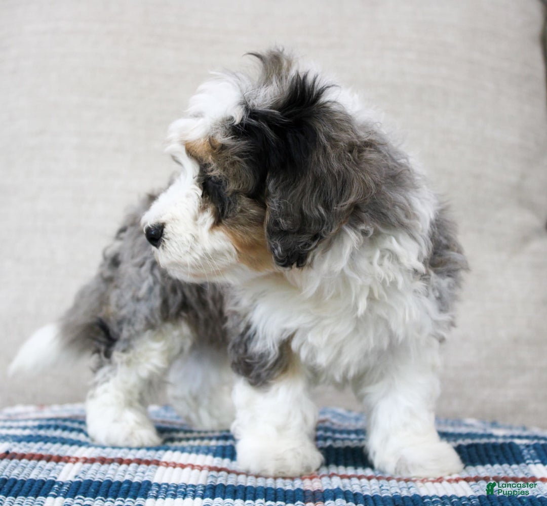 Mini Bernedoodle dogs for sale: Luke - Image 31