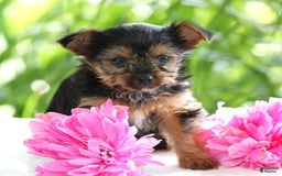 Yorkshire Terrier dogs for sale: Sage - Image 4