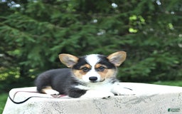 Welsh Corgi Pembroke dogs for sale: Tiffany - Image 1