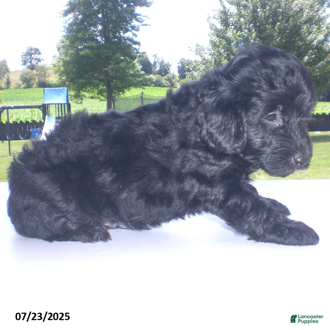 Yorkiepoo dogs for sale: Manny - Image 21
