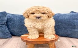 Mini Bernedoodle dogs for sale: Dante - Image 4