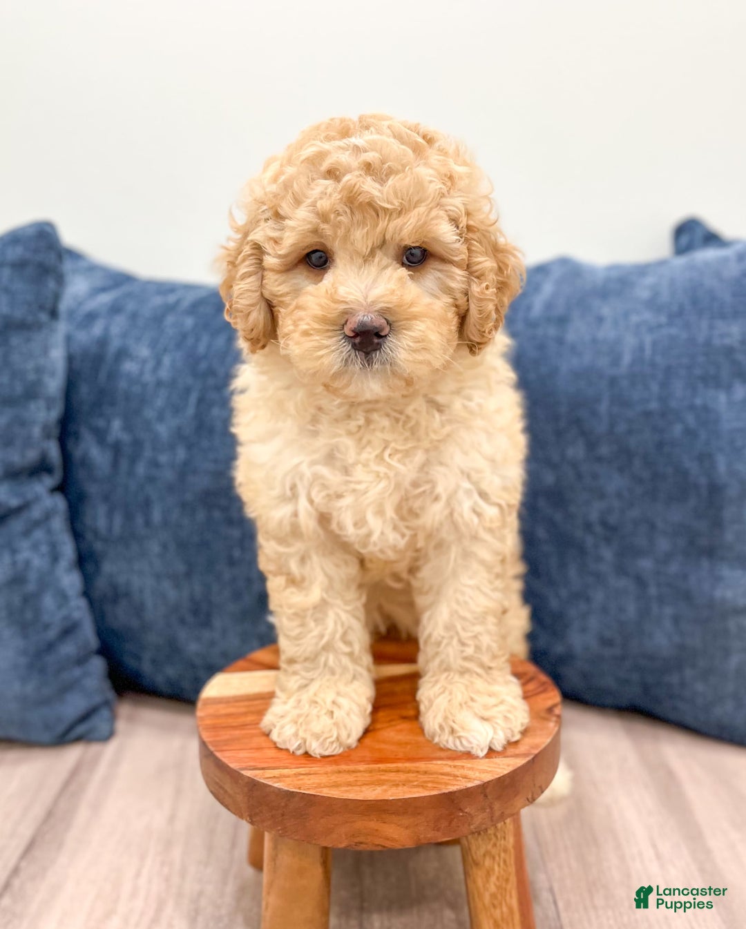 Mini Bernedoodle dogs for sale: Dante - Image 4