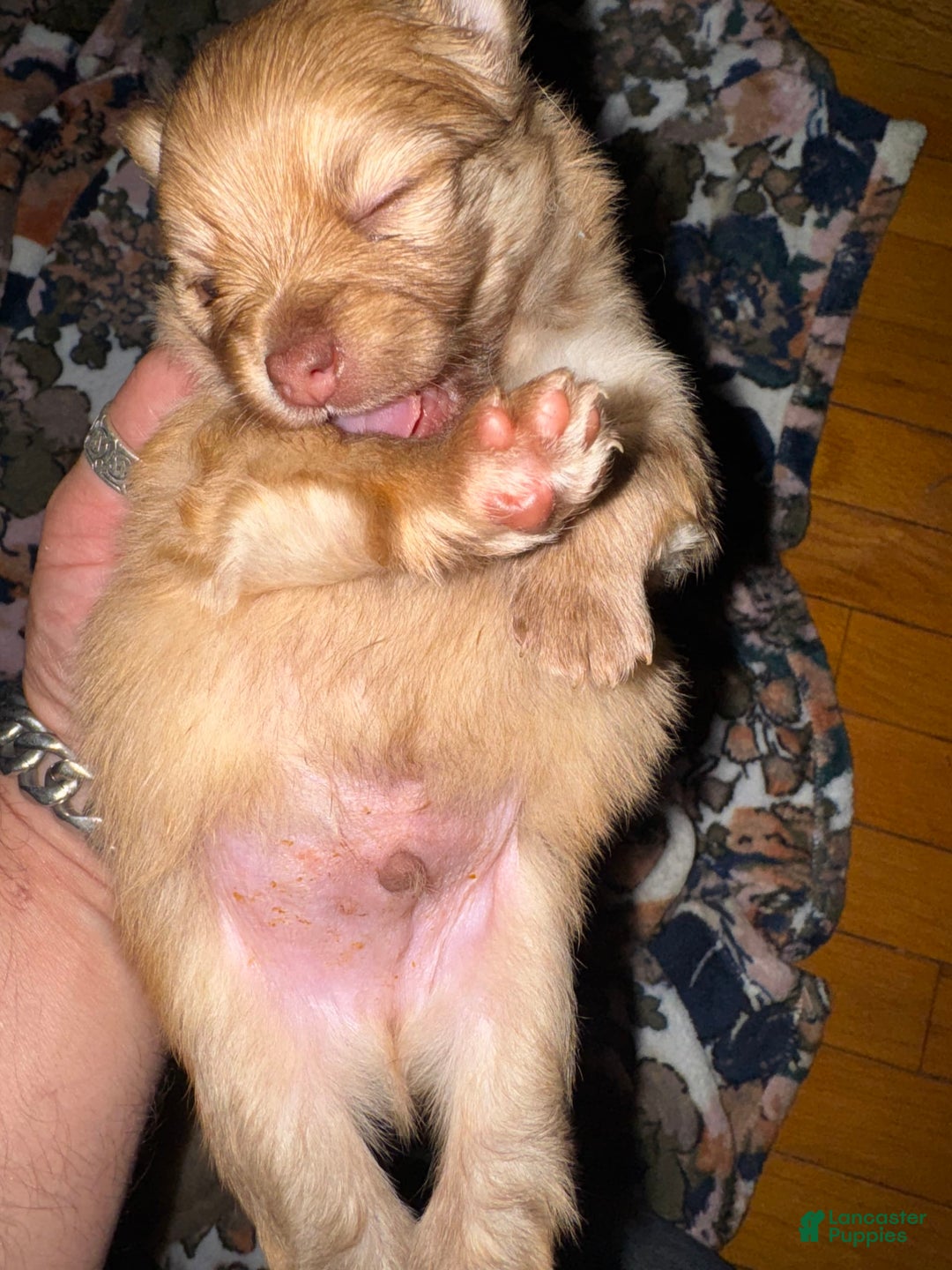 Pomeranian dogs for sale: Jake - Image 18