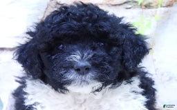 Portuguese Water Dog dogs for sale: Dahlia - Image 2
