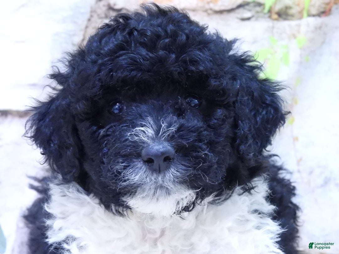 Portuguese Water Dog dogs for sale: Dahlia - Image 2